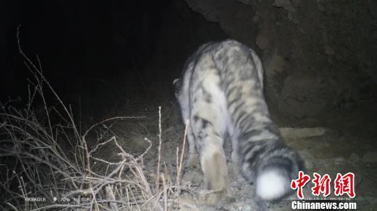 最新夜間獵兔視頻,最新夜間獵兔視頻，科技盛宴，體驗未來狩獵新紀元